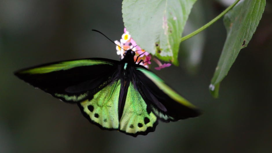 Sight-see in the forest, shop along the gallery walk, sip beautiful wine, and skywalk! This multi award winning day tour company will show you the best parts of Tambourine Mountain that you’d never find on your own…